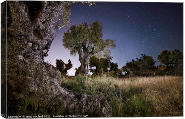 Olive trees at night Canvas Print by Giles Rocholl