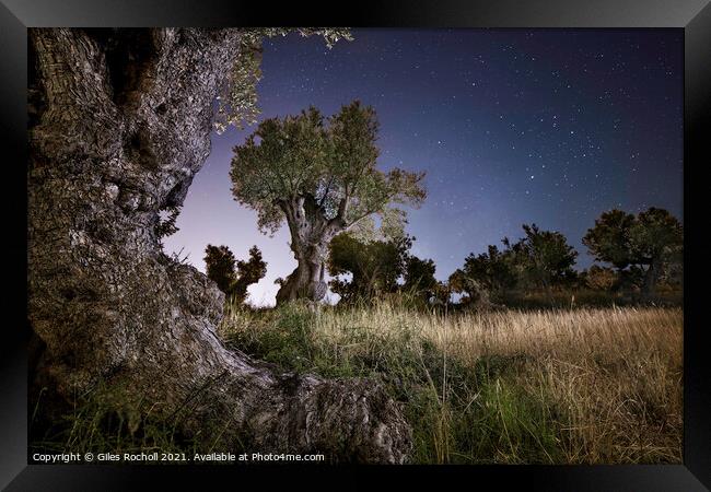 Olive trees at night Framed Print by Giles Rocholl