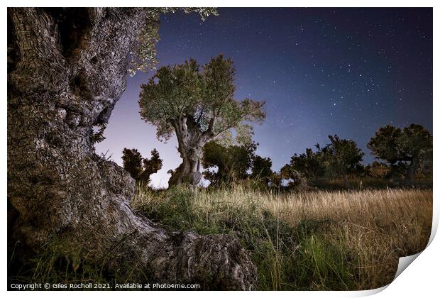 Olive trees at night Print by Giles Rocholl