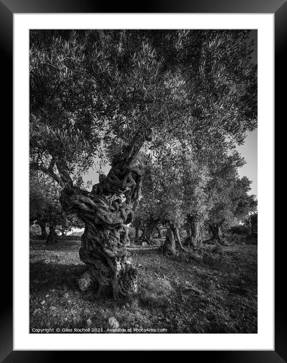Ancient olive trees Framed Mounted Print by Giles Rocholl