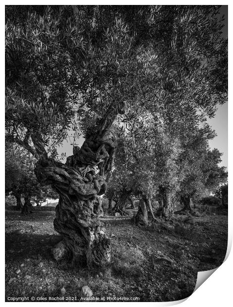 Ancient olive trees Print by Giles Rocholl
