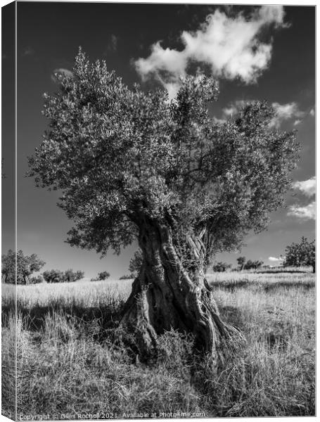 Ancient olive tree Canvas Print by Giles Rocholl