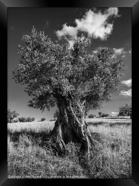 Ancient olive tree Framed Print by Giles Rocholl