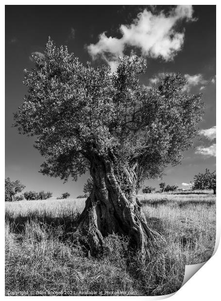 Ancient olive tree Print by Giles Rocholl