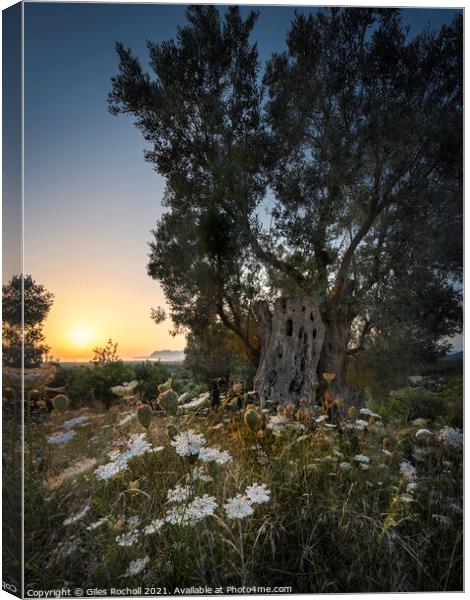 Ancient olive tree sunrise Pollenca Canvas Print by Giles Rocholl