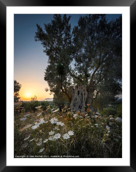 Ancient olive tree sunrise Pollenca Framed Mounted Print by Giles Rocholl