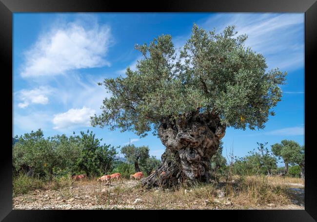 Ancient olive tree with sheep Framed Print by Giles Rocholl