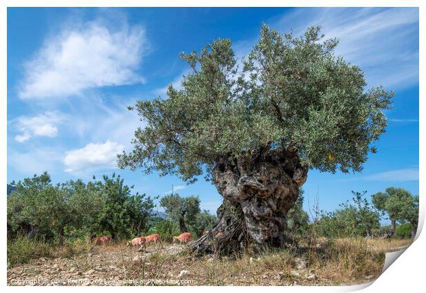 Ancient olive tree with sheep Print by Giles Rocholl