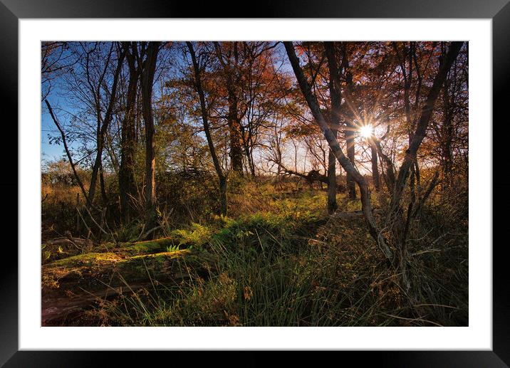 sunlight through trees Framed Mounted Print by mark dodd