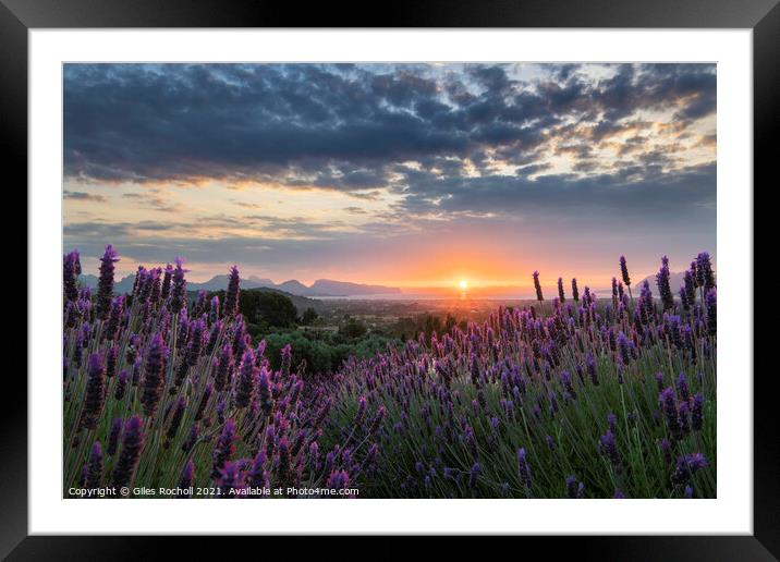 Lavender sunrise Pollenca,  Framed Mounted Print by Giles Rocholl