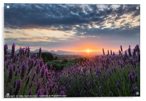 Lavender sunrise Pollenca,  Acrylic by Giles Rocholl
