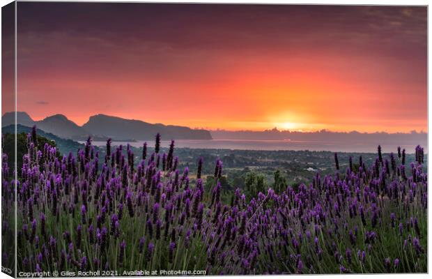 Lavender sunrise Pollensa Canvas Print by Giles Rocholl