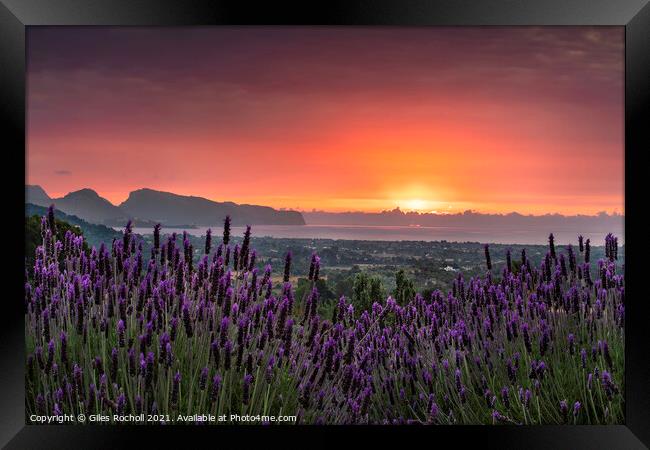 Lavender sunrise Pollensa Framed Print by Giles Rocholl