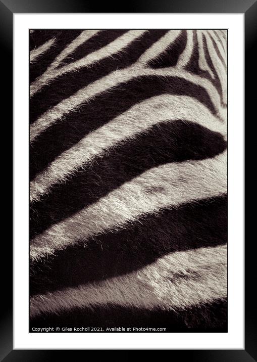 Zebra skin fur Framed Mounted Print by Giles Rocholl