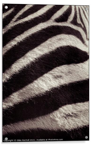 Zebra skin fur Acrylic by Giles Rocholl
