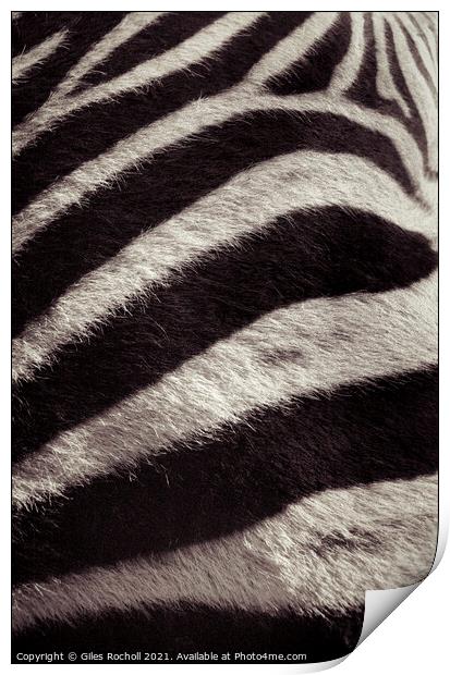 Zebra skin fur Print by Giles Rocholl