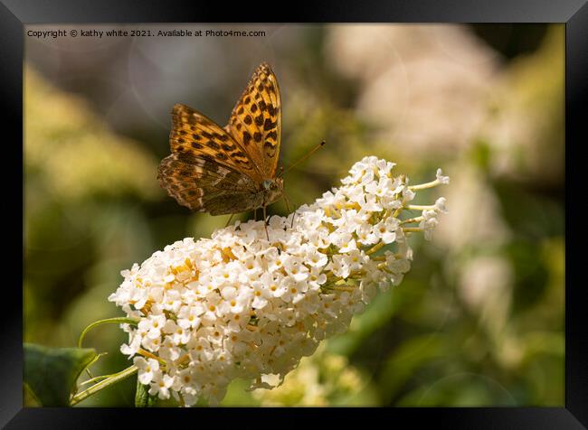Fritillary butterfly,on aflower Framed Print by kathy white