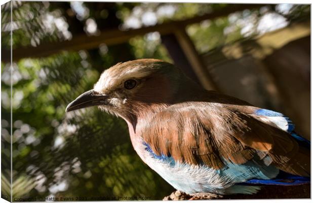 Lilac Breasted Roller Canvas Print by Mattie Evans