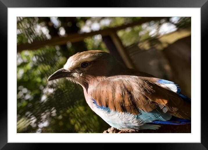 Lilac Breasted Roller Framed Mounted Print by Mattie Evans