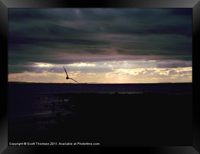 Sunset Seagull Silhouettte Framed Print by Scott Thomson