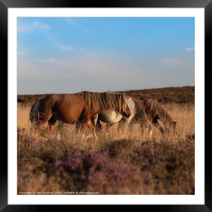 Shropshire ponies  Framed Mounted Print by Alan Dunnett