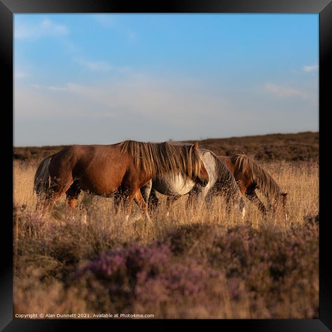 Shropshire ponies  Framed Print by Alan Dunnett