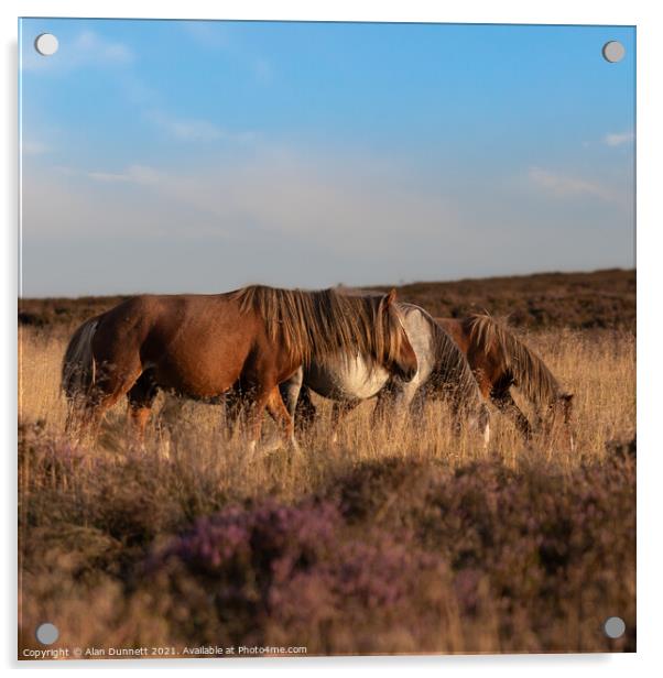 Shropshire ponies  Acrylic by Alan Dunnett