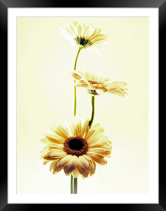Simplicity Framed Mounted Print by Aj’s Images