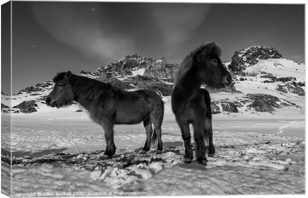 Iceland horses in snow Canvas Print by Giles Rocholl