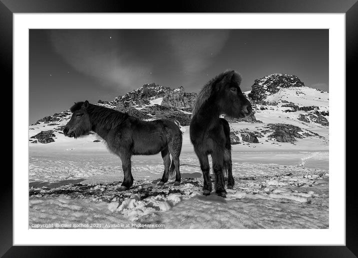 Iceland horses in snow Framed Mounted Print by Giles Rocholl