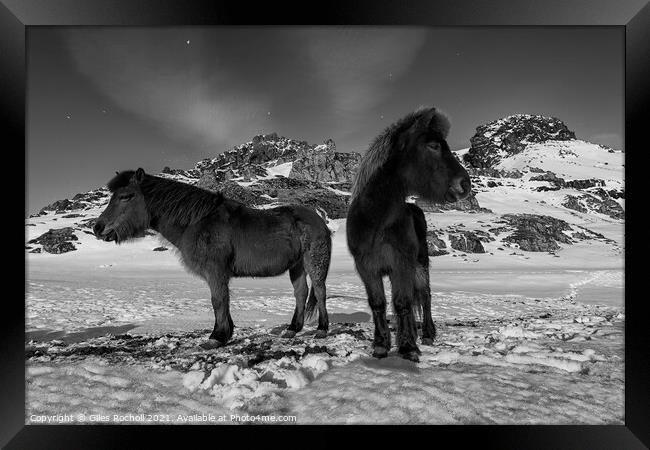 Iceland horses in snow Framed Print by Giles Rocholl