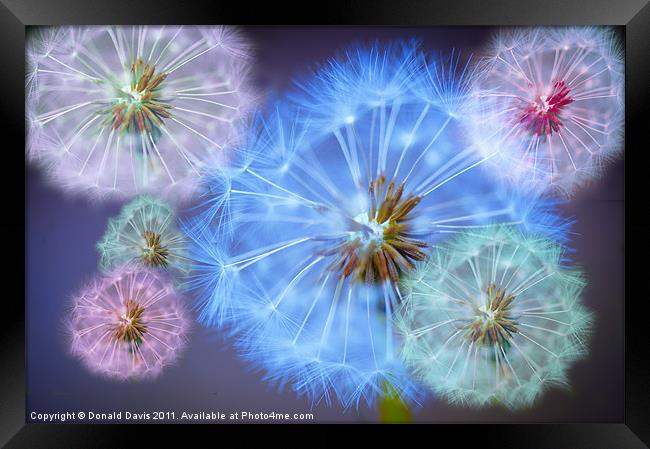 Dandelion Delight Framed Print by Donald Davis