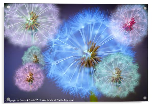 Dandelion Delight Acrylic by Donald Davis