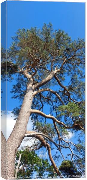 Pine at friar's cragg  Canvas Print by Martin Foster