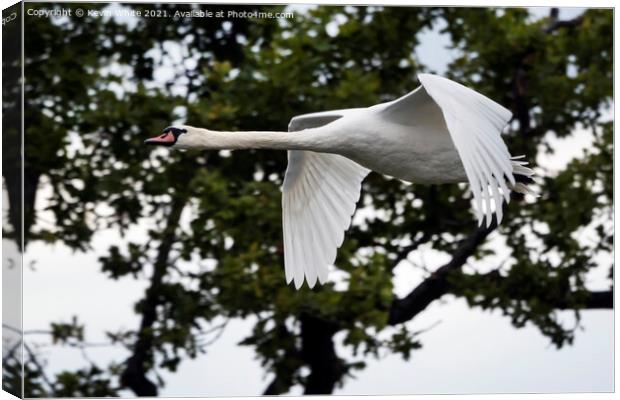 Swan flying around pond Canvas Print by Kevin White