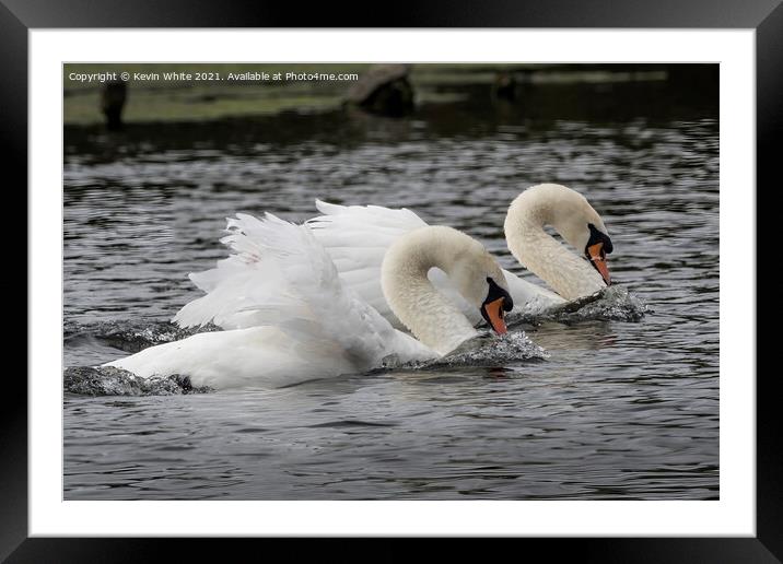 Swans Synchronized Swimming Framed Mounted Print by Kevin White