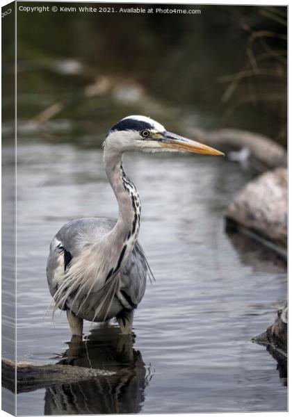 Wading grey heron Canvas Print by Kevin White