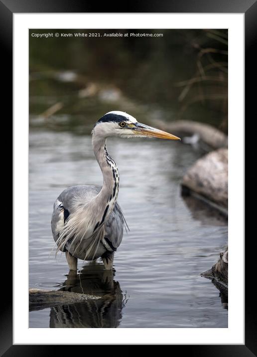 Wading grey heron Framed Mounted Print by Kevin White