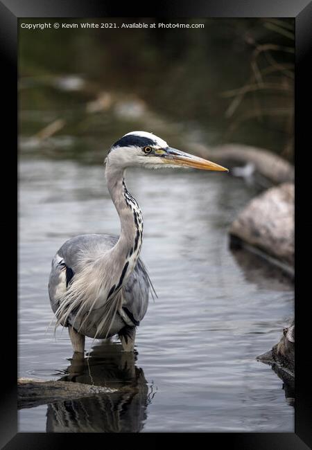 Wading grey heron Framed Print by Kevin White