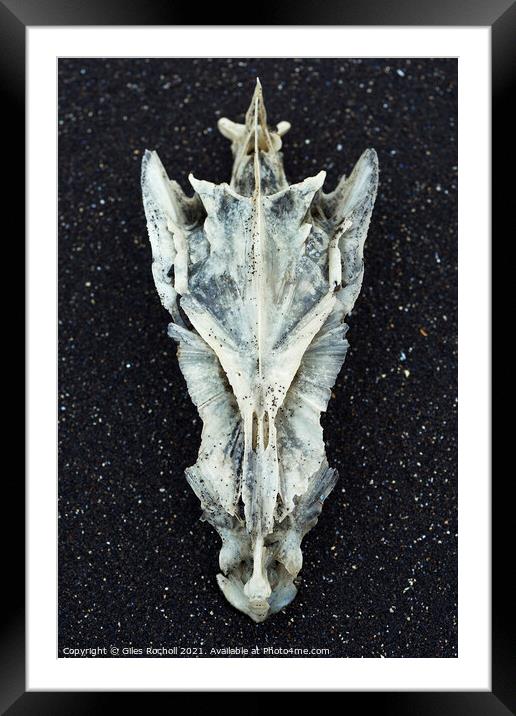 Cod skull Hvítserkur Iceland Framed Mounted Print by Giles Rocholl