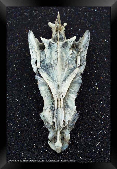 Cod skull Hvítserkur Iceland Framed Print by Giles Rocholl