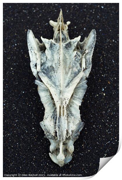 Cod skull Hvítserkur Iceland Print by Giles Rocholl