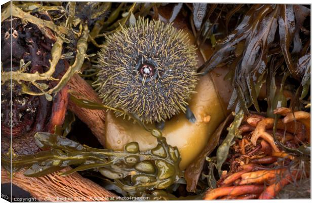 Seaweed and urchin Iceland Canvas Print by Giles Rocholl