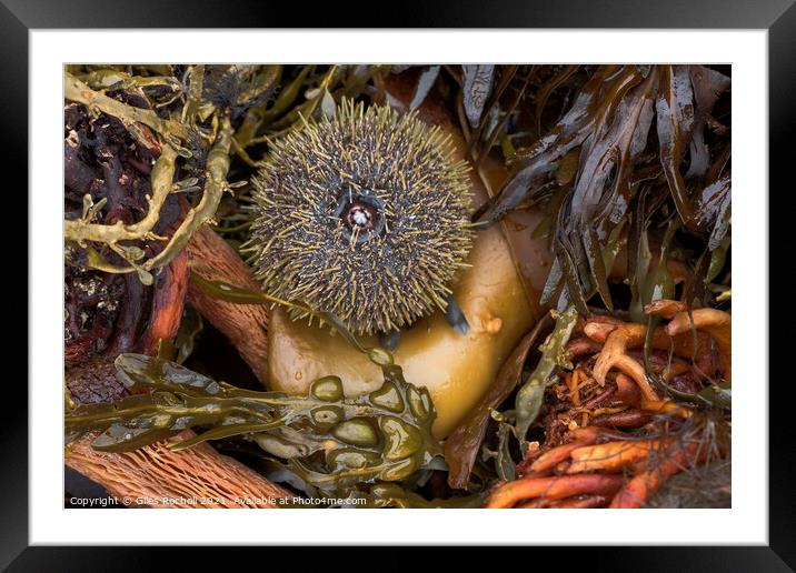 Seaweed and urchin Iceland Framed Mounted Print by Giles Rocholl