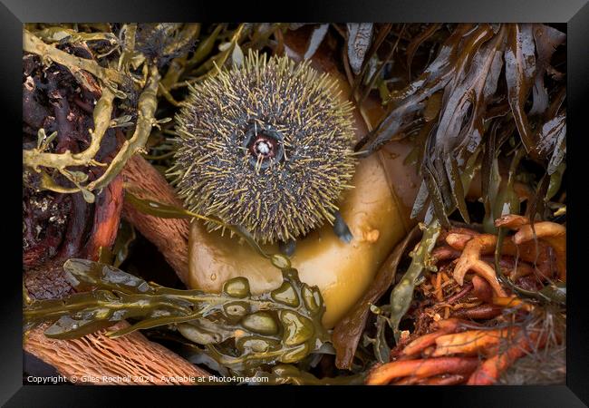 Seaweed and urchin Iceland Framed Print by Giles Rocholl