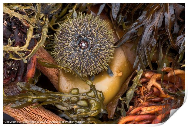 Seaweed and urchin Iceland Print by Giles Rocholl