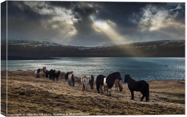 Wild horses Iceland Canvas Print by Giles Rocholl