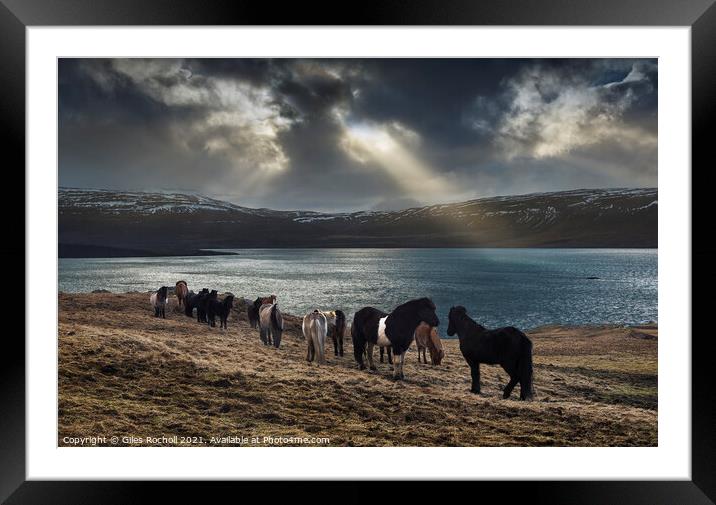Wild horses Iceland Framed Mounted Print by Giles Rocholl