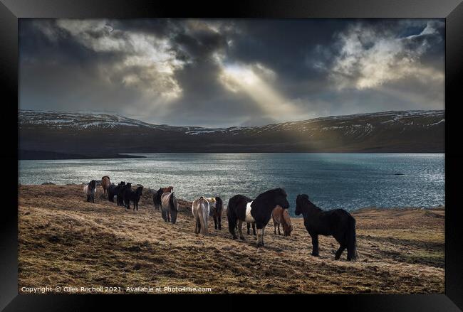 Wild horses Iceland Framed Print by Giles Rocholl