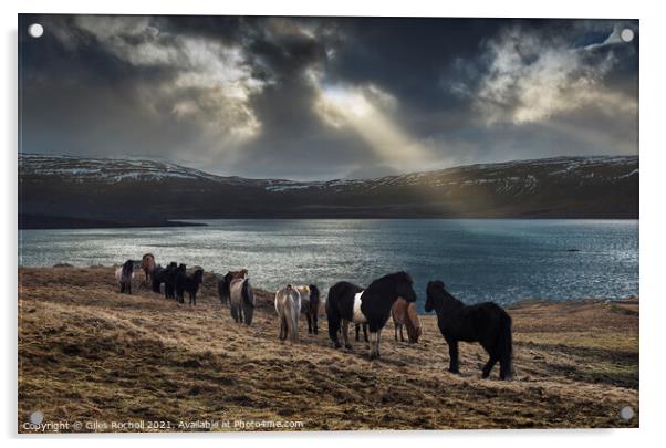Wild horses Iceland Acrylic by Giles Rocholl